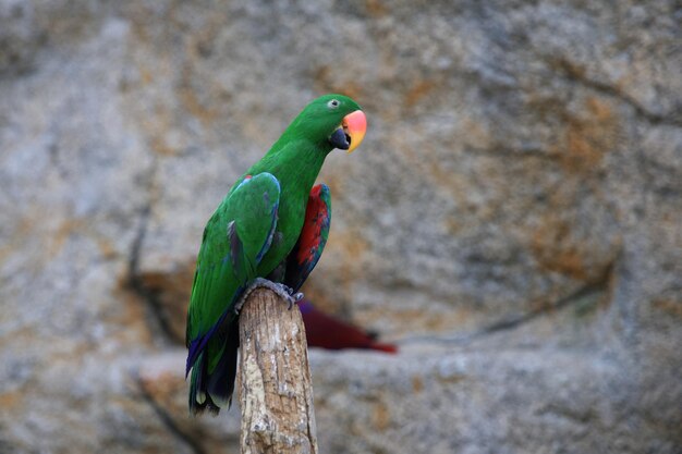 Noble parrot closeup Green bird Amazon Macro Blurred background