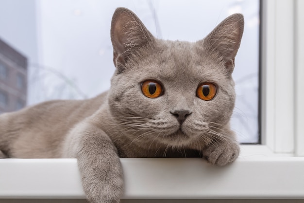 Noble proud cat lying on windowsill. 