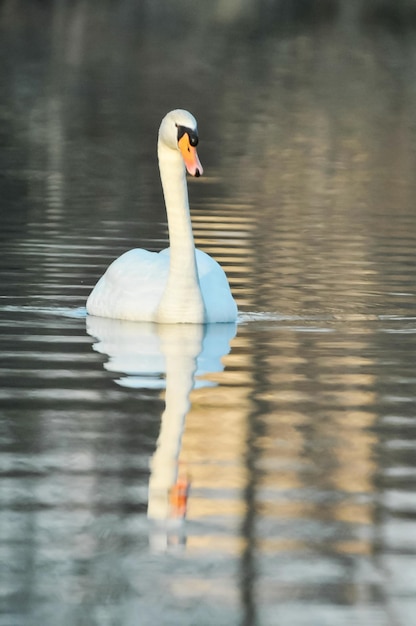 Noble White Swan in the Water Surface