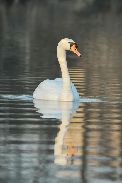 Noble White Swan