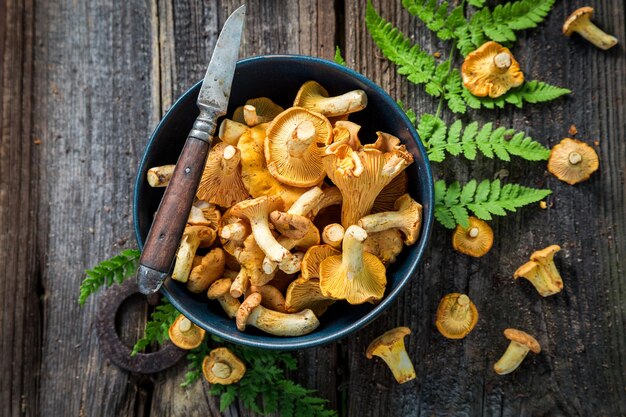 Noble and wild chanterelle mushrooms collected in the autumn