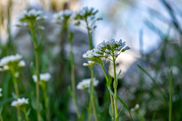 Noccaea montana growing in meadow close up