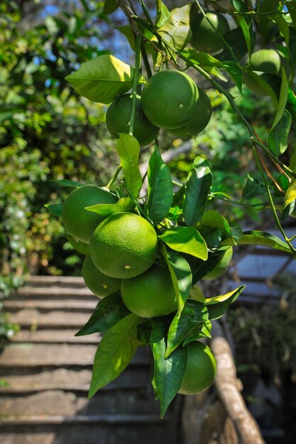 Nog steeds groene sinaasappelen rijpen op de sinaasappelboom