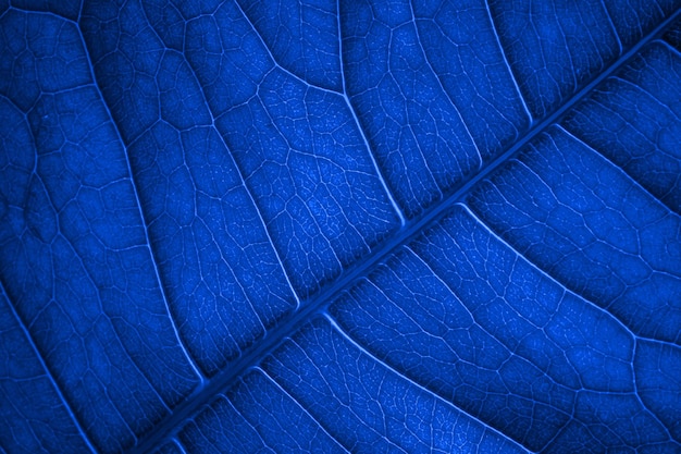 Nokia Blue Noise and Static Abstract Background for Modern Designs