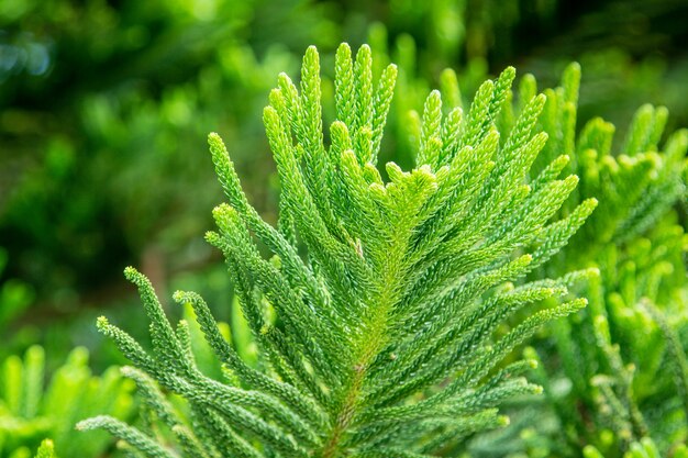  Nolfolk island pine leaves in the garden