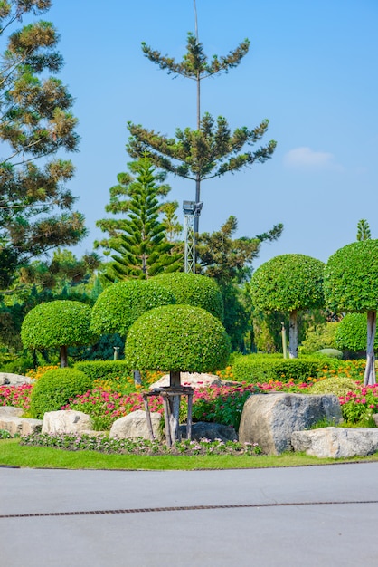 Nolfolk island pine