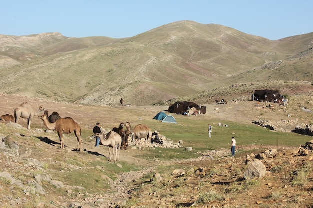 nomad tent