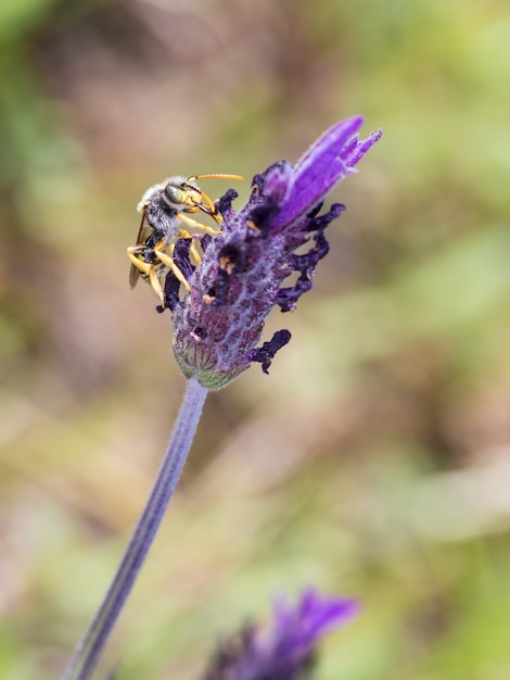 Foto nomada subcornuta