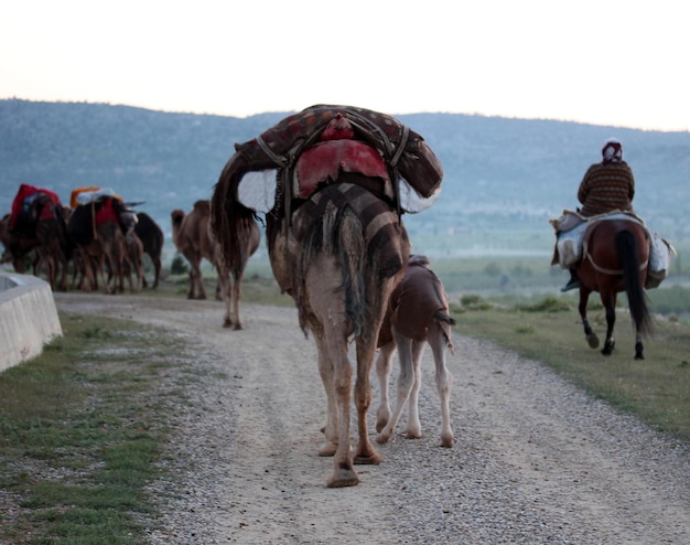 Nomadic people with animals