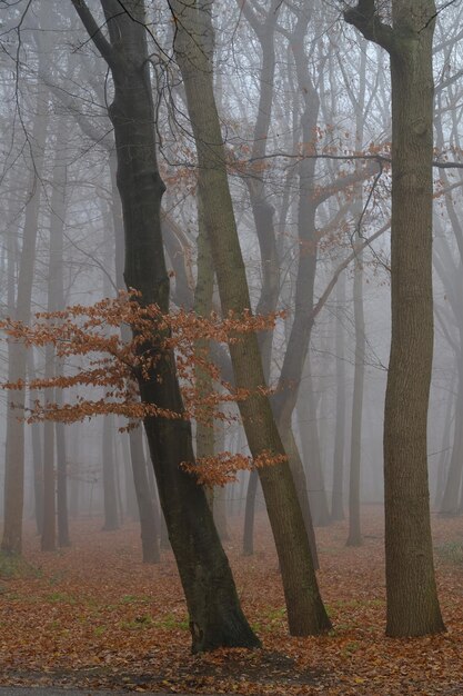 Photo non-urban scene in nijmegen