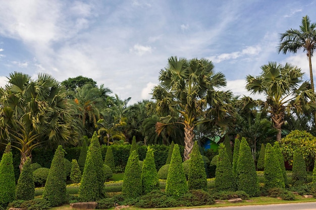 Photo nong nooch tropical garden