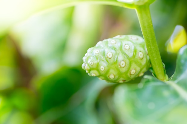 Noni dall'albero in natura, copia spazio.