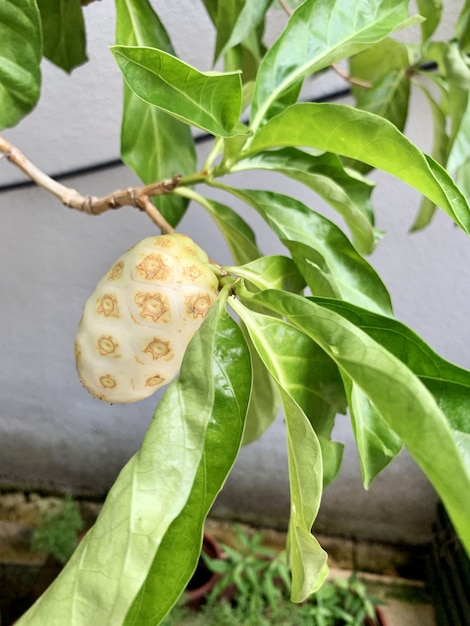 Noni fruit on the noni tree in the nature green background