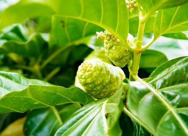 Noni fruit.