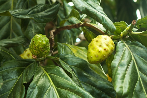 Noni of kaasfruit op plant