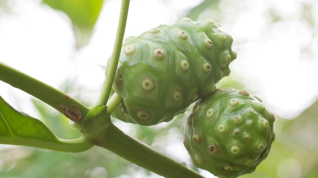 Nonifruit op de boom