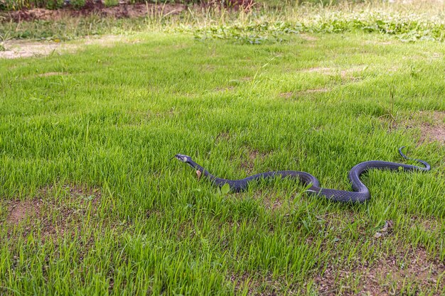 Photo a nonvenomous snake crawls in low green grass