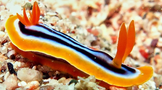 Noody branch snail in Red sea, Eilat, Israel.