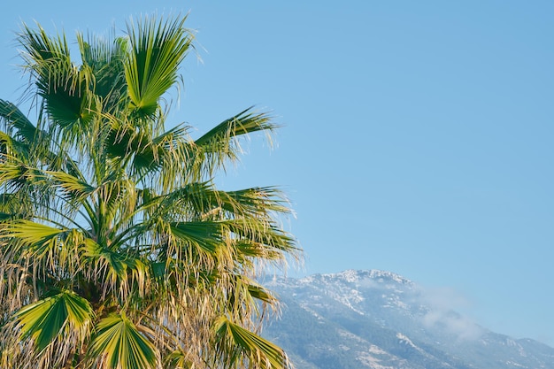 Полдень солнце освещает пальмы и заснеженные горы в Эгейском регионе начало весны на побережье начало весенних каникул идея для фона или открытки