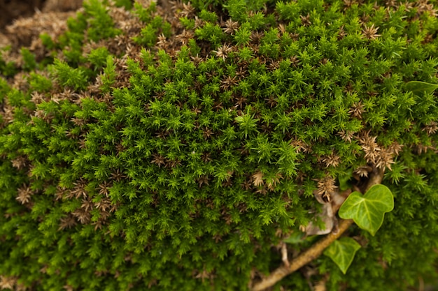 Noord-botanische tuin achtergrond