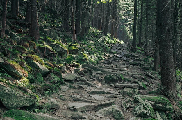 Noord-Scandinavisch dennenbos met pad en stenen Zweden natuurlijke reis buitenshuis achtergrond