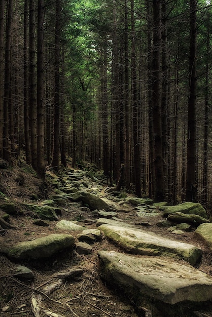 Noord-Scandinavisch dennenbos met pad en stenen Zweden natuurlijke reis buitenshuis achtergrond