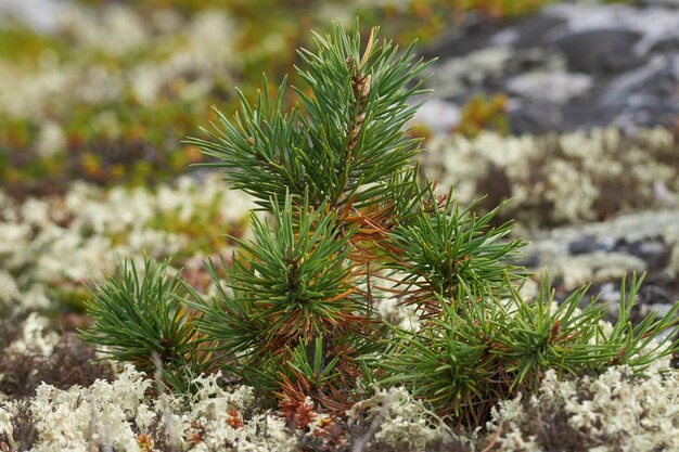 Noordelijk bos prachtige geweldige natuur