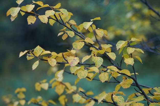 Noordelijk bos prachtige geweldige natuur