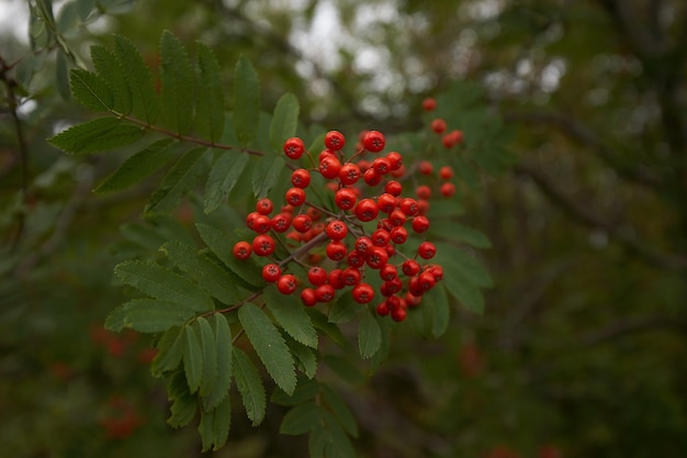 Noordelijk bos prachtige geweldige natuur