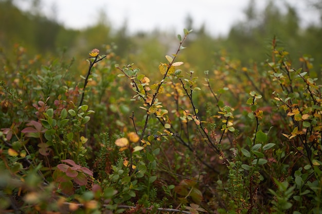 Noordelijk bos prachtige geweldige natuur