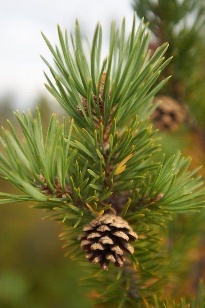 Noordelijk bos prachtige geweldige natuur