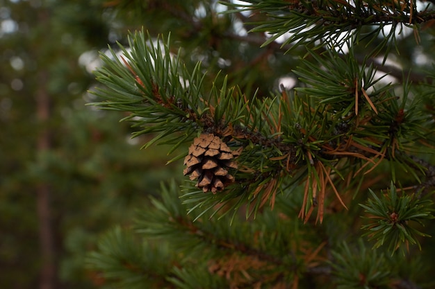 Noordelijk bos prachtige geweldige natuur