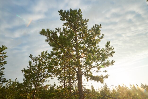 Foto noordelijk bos prachtige geweldige natuur