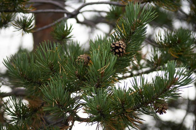 Noordelijk bos prachtige geweldige natuur