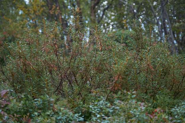 Foto noordelijk bos prachtige geweldige natuur