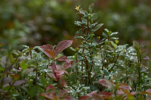 Foto noordelijk bos prachtige geweldige natuur