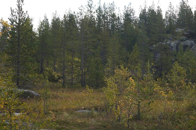 Noordelijk bos prachtige geweldige natuur