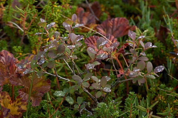 Noordelijk bos prachtige geweldige natuur