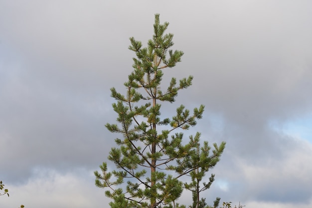 Noordelijk bos prachtige geweldige natuur