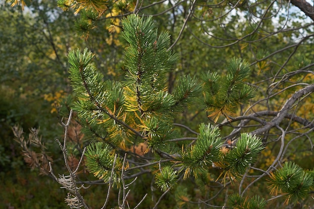 Noordelijk bos prachtige geweldige natuur