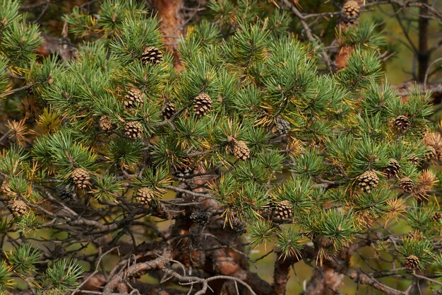 Noordelijk bos prachtige geweldige natuur