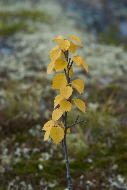 Noordelijk bos prachtige geweldige natuur