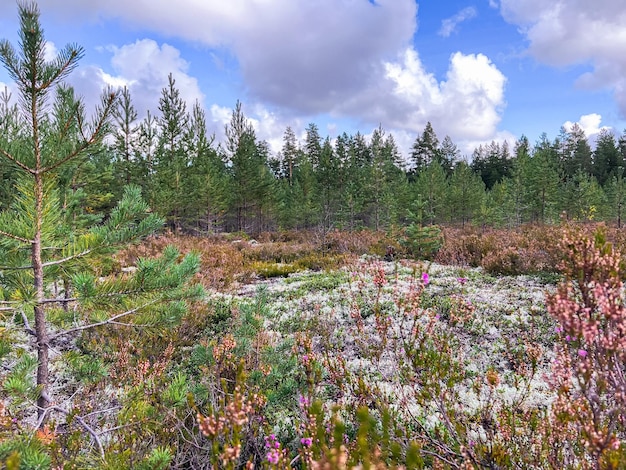 noordelijk dennenbos Witte mos- en heidebloemen