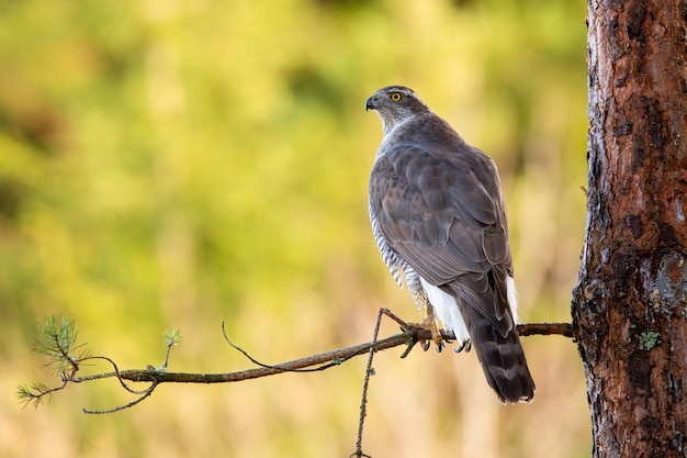 Noordelijke havik zittend op een tak in het bos van achteren