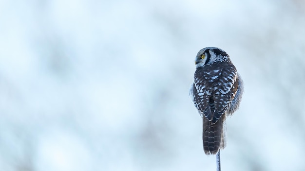 Noordelijke haviksuil Surnia ulula