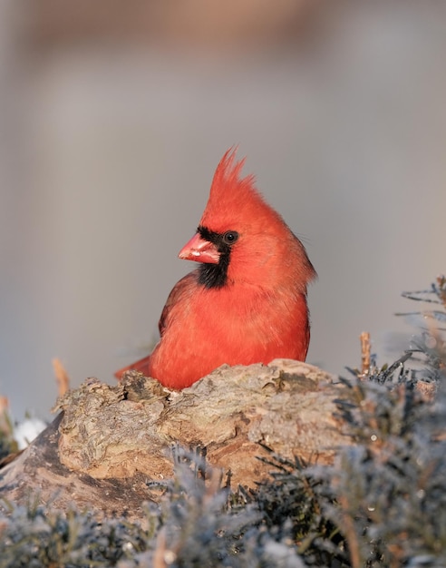 Foto noordelijke kardinaal