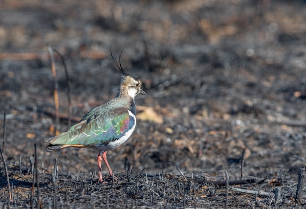 Noordelijke Kievit, Vanellus vanellus, staande op een verbrand veld