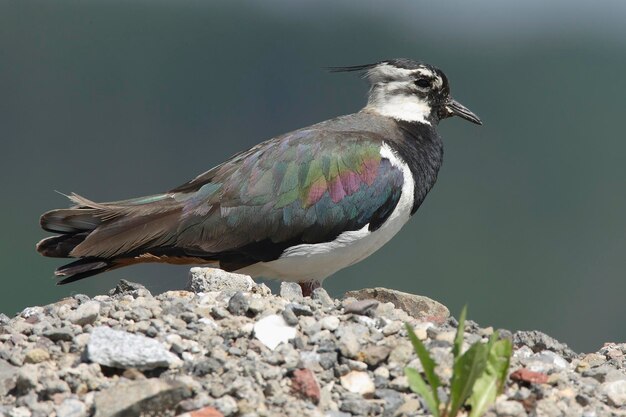 Foto noordelijke lapwing vanellus vanellus