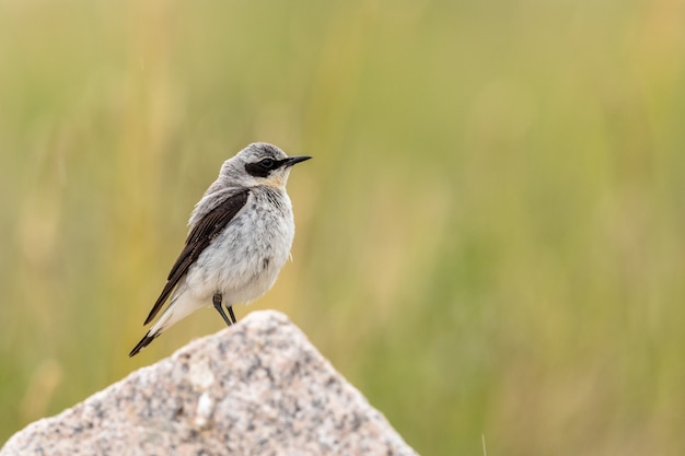 Noordelijke Wheatear- Oenanthe oenanthe - Mannelijke vogel zit op een rots met groene natuurlijke natuur