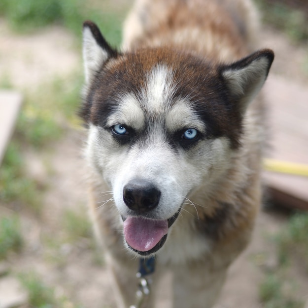 Noordpool Malamute met blauwe het portret dichte omhooggaand van de ogensnuit. Dit is een vrij groot hondentype